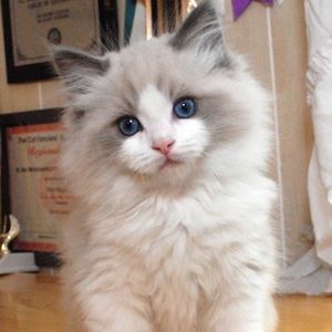 Meet your Posher, Cc